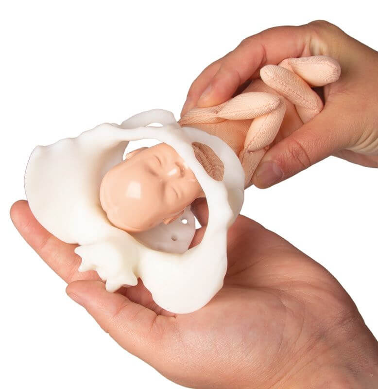 Mini - Becken mit Geburtspuppe – Modell zur Demonstration des Geburtsvorgangs - Erler - Zimmer