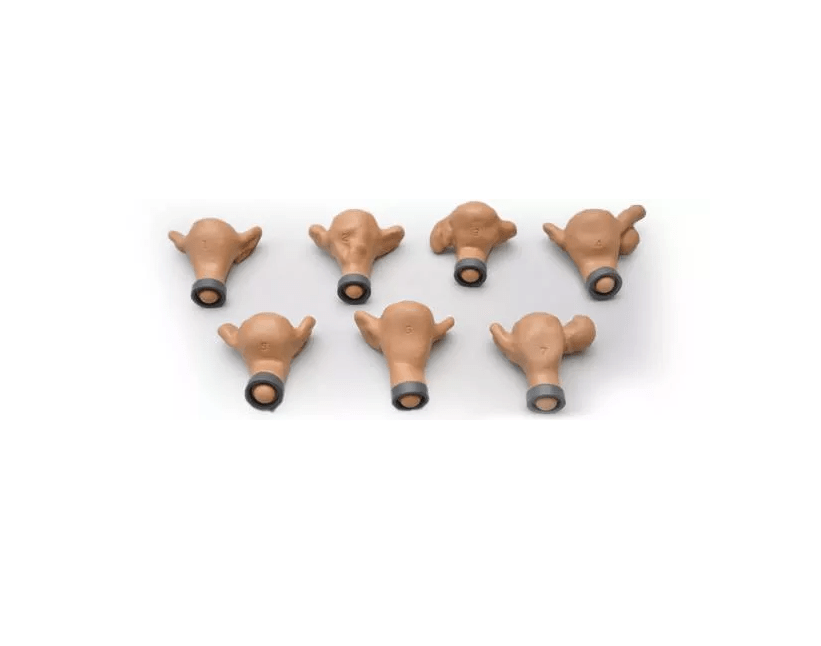 Nachgeburtlicher Uterus für R10183 - Erler - Zimmer