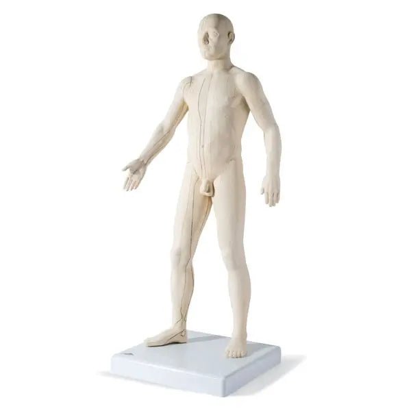 Akupunktur Modell - Seirin/3B