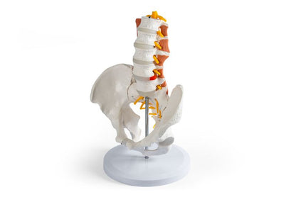 Male pelvis, lumbar spine with lumbar muscles