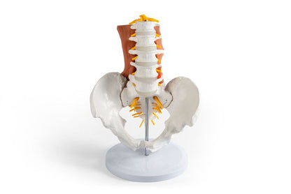 Male pelvis, lumbar spine with lumbar muscles