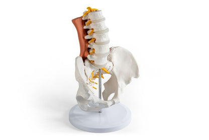 Male pelvis, lumbar spine with lumbar muscles