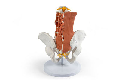 Male pelvis, lumbar spine with lumbar muscles