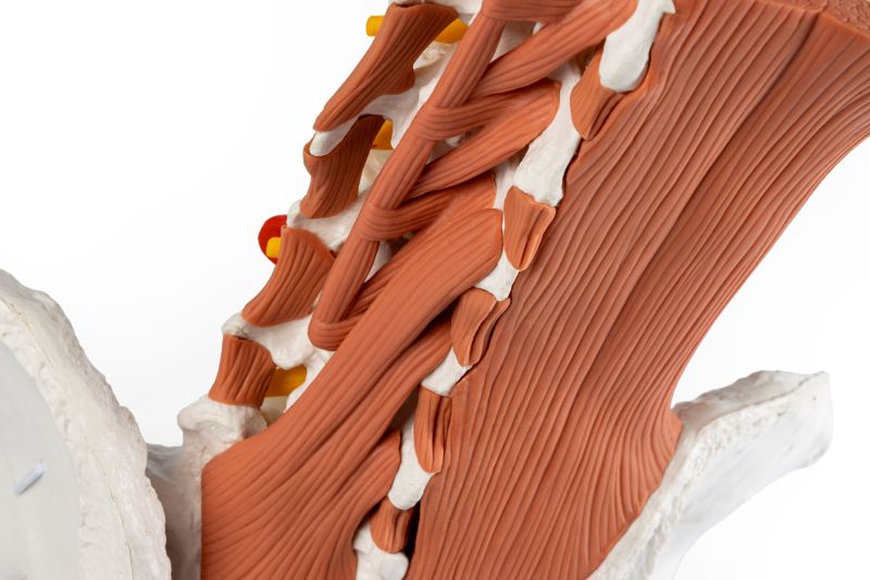 Male pelvis, lumbar spine with lumbar muscles