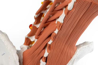 Male pelvis, lumbar spine with lumbar muscles