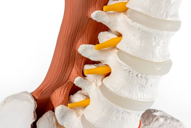 Male pelvis, lumbar spine with lumbar muscles