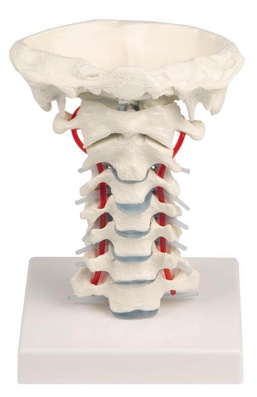 Halswirbelsäule mit Stativ – Flexibles Modell mit Schädelbasissegment und Spinalnerven - Erler - Zimmer