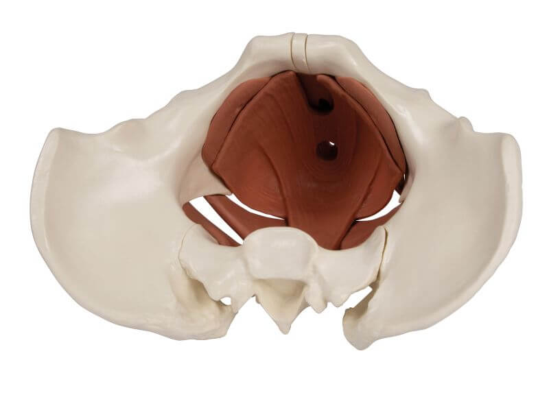 Weibliches Beckenbodenmodell 12 - teilig, magnetisch – Realistische Darstellung aller Muskelschichten - Erler - Zimmer