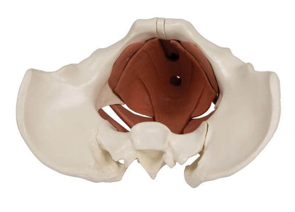 Weibliches Beckenbodenmodell 12 - teilig, magnetisch – Realistische Darstellung aller Muskelschichten - Erler - Zimmer