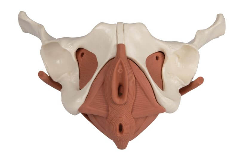 Weibliches Beckenbodenmodell 12 - teilig, magnetisch – Realistische Darstellung aller Muskelschichten - Erler - Zimmer