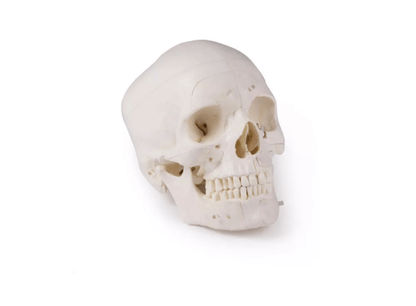 Luxus Demonstrations - Schädel, 14 - teilig – Premium - Lehrmodell für erweiterte anatomische Studien - Erler - Zimmer