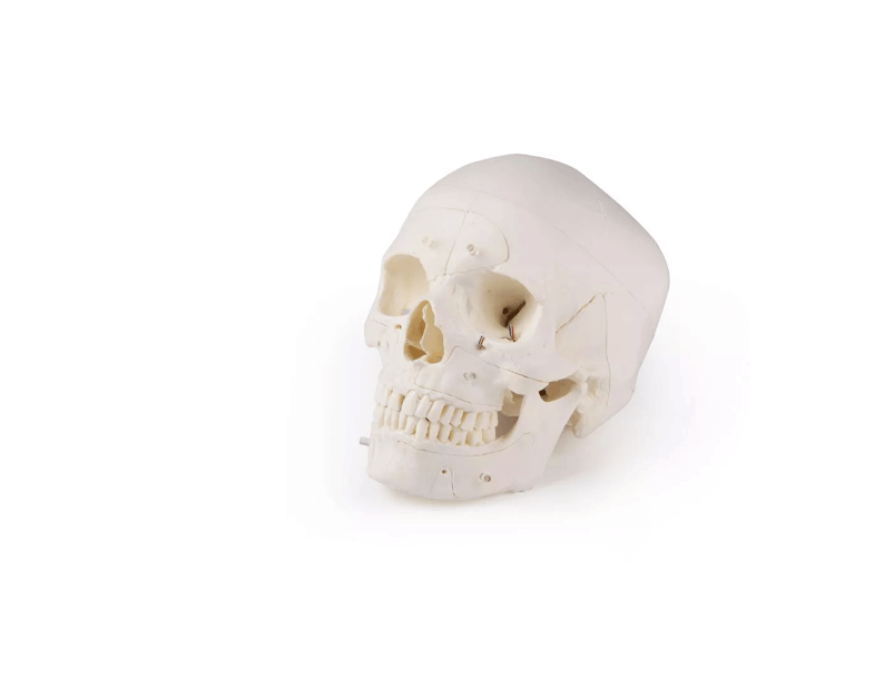 Luxus Demonstrations - Schädel, 14 - teilig – Premium - Lehrmodell für erweiterte anatomische Studien - Erler - Zimmer