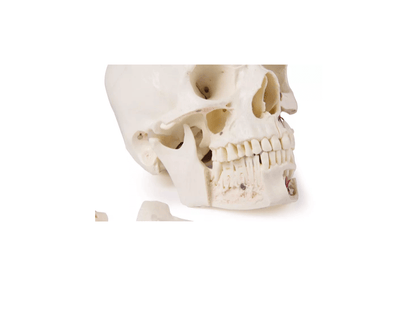Luxus Demonstrations - Schädel, 14 - teilig – Premium - Lehrmodell für erweiterte anatomische Studien - Erler - Zimmer