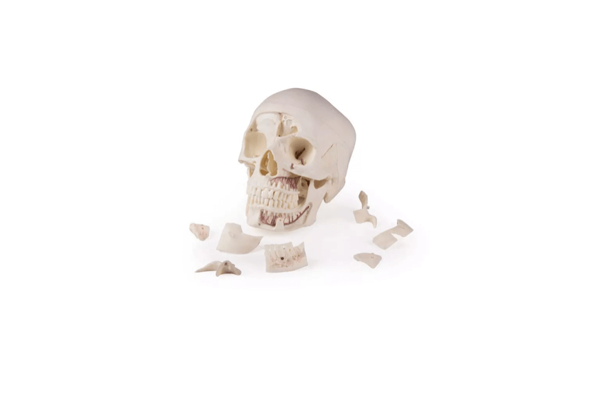Luxus Demonstrations - Schädel, 14 - teilig – Premium - Lehrmodell für erweiterte anatomische Studien - Erler - Zimmer