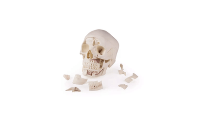 Luxus Demonstrations - Schädel, 14 - teilig – Premium - Lehrmodell für erweiterte anatomische Studien - Erler - Zimmer