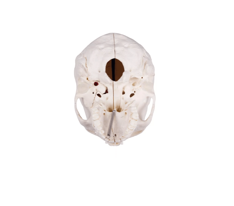 Luxus Demonstrations - Schädel, 14 - teilig – Premium - Lehrmodell für erweiterte anatomische Studien - Erler - Zimmer