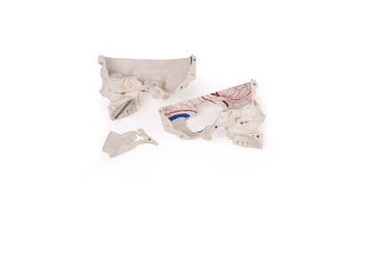 Luxus Demonstrations - Schädel, 14 - teilig – Premium - Lehrmodell für erweiterte anatomische Studien - Erler - Zimmer