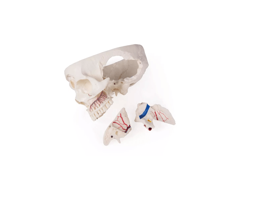 Luxus Demonstrations - Schädel, 14 - teilig – Premium - Lehrmodell für erweiterte anatomische Studien - Erler - Zimmer
