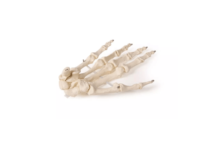 Handskelett – bewegliches Modell für detailgetreue anatomische Studien - Erler - Zimmer