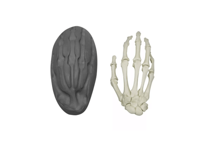 Magnetische menschliche Hand, rechts – interaktives Modell zur Veranschaulichung der Handanatomie - Erler - Zimmer