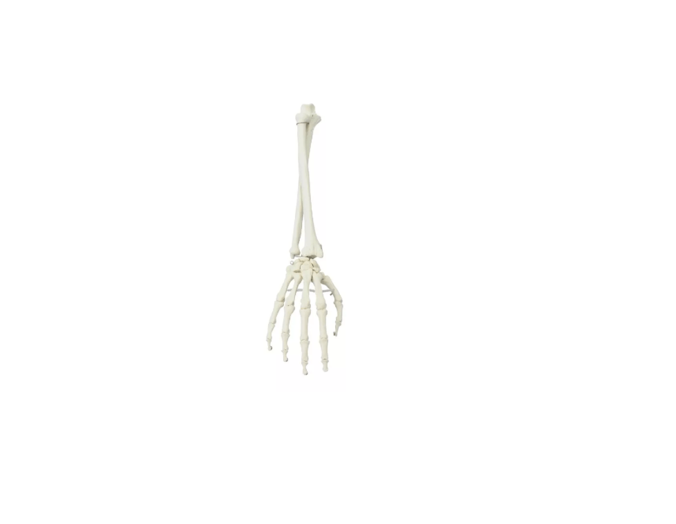 Hand mit Unterarm – bewegliches Skelettmodell zur Demonstration von Hand - und Unterarmbewegungen - Erler - Zimmer