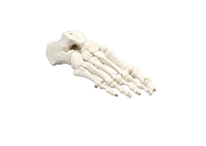 Fußskelett – naturgetreues Modell zur Veranschaulichung der Fußanatomie - Erler - Zimmer