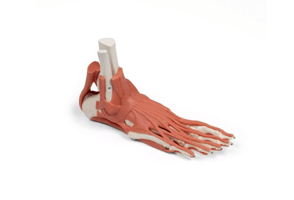 Rechtes Fußmodell mit Muskeln, Bändern und Retinacula – anatomisches Lehrmodell zur funktionellen Anatomie des Fußes - Erler - Zimmer