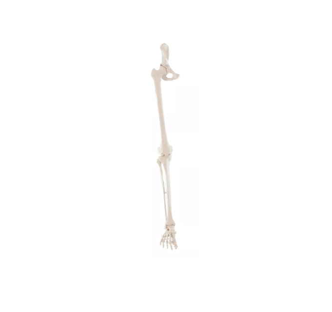 Beinskelett mit Beckenhälfte und flexiblem Fuß – bewegliches Lehrmodell für funktionelle Anatomie der unteren Extremität - Erler - Zimmer
