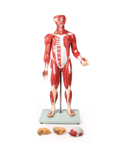 Muskelfigur – 30 - teiliges Anatomiemodell der Muskulatur, ca. 85 cm - Erler - Zimmer