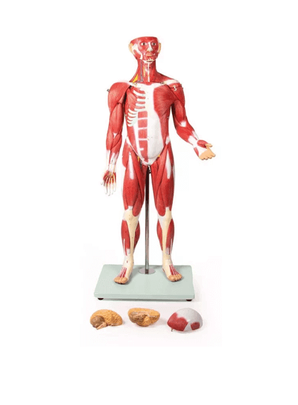 Muskelfigur – 30 - teiliges Anatomiemodell der Muskulatur, ca. 85 cm - Erler - Zimmer