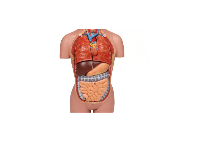 Torso - Modell – ½ natürlicher Größe, mit Organen & Geschlechtsapparaten - Erler - Zimmer