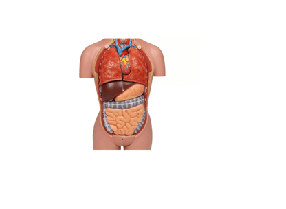 Torso - Modell – ½ natürlicher Größe, mit Organen & Geschlechtsapparaten - Erler - Zimmer