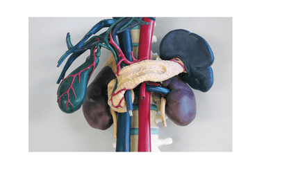 Anatomisches Modell für Ultraschallausbildung - Erler - Zimmer
