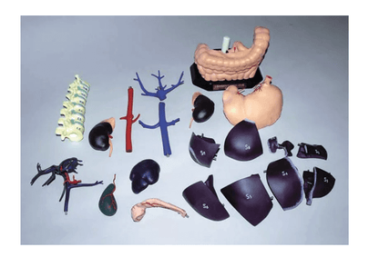 Anatomisches Modell für Ultraschallausbildung - Erler - Zimmer