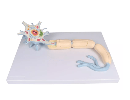 Neuron, 3000 - fache Größe, 2 - teilig - Erler - Zimmer