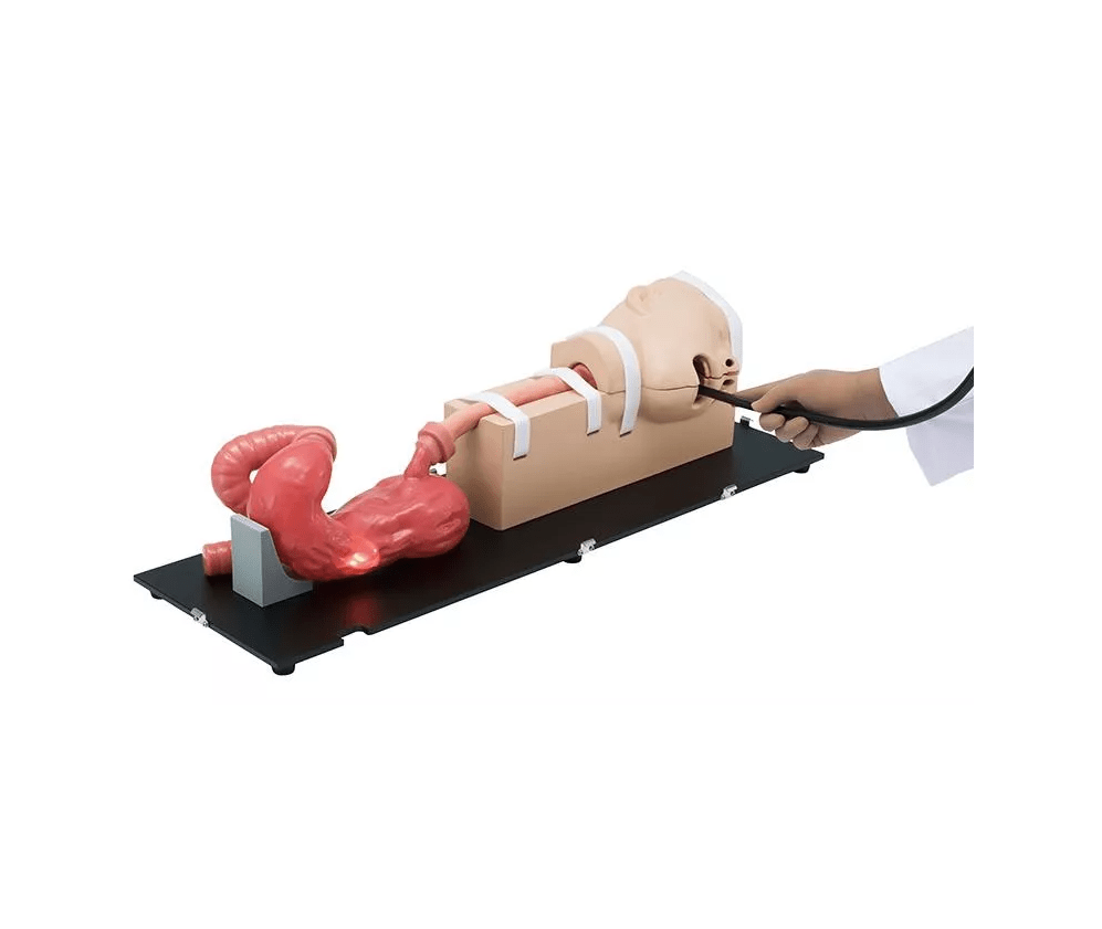 OGD - (Oesophago - Gastro - Duodenoskopie - )Simulator - Erler - Zimmer