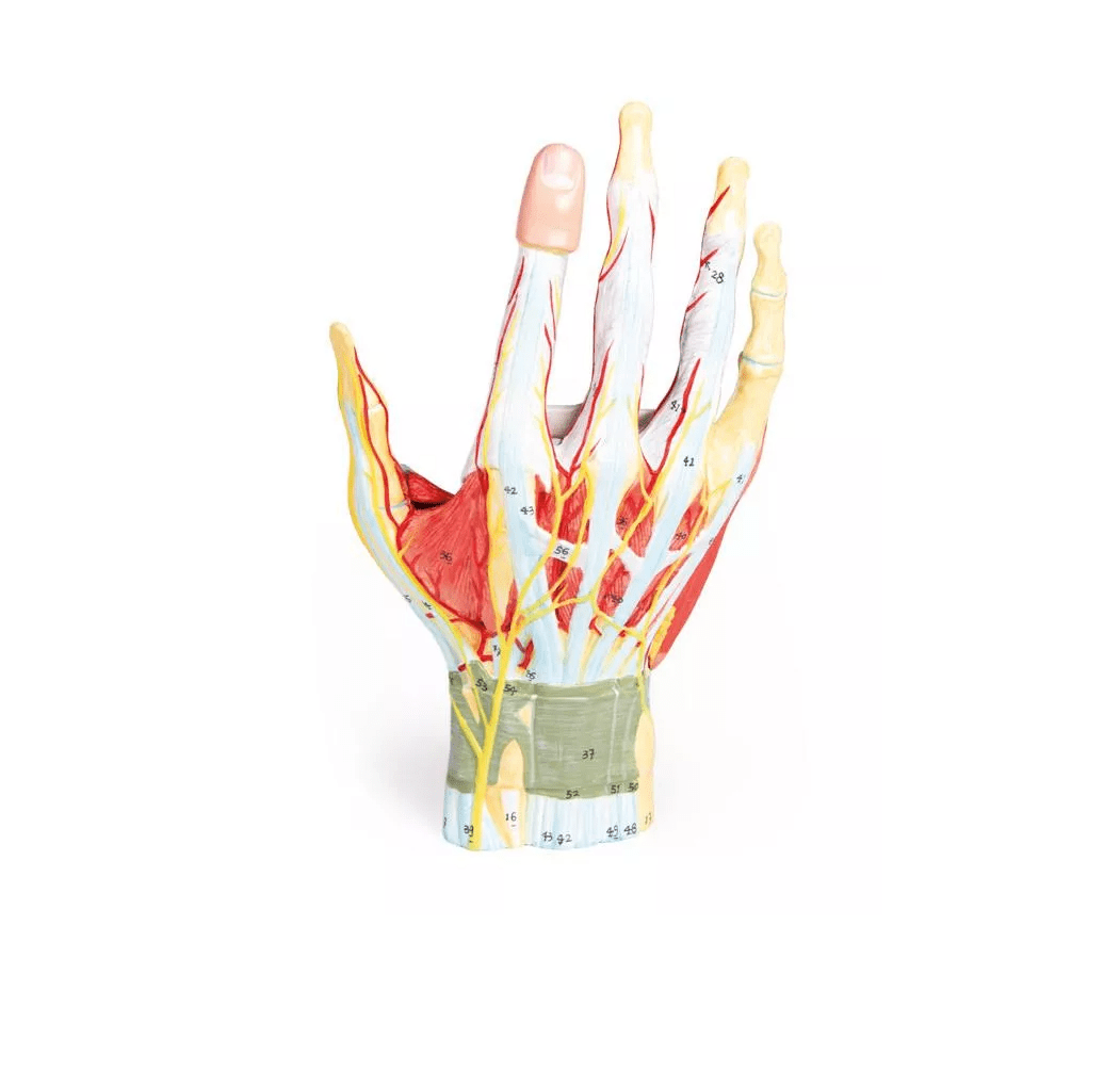 Anatomie der Hand, 7 - teilig - Erler - Zimmer