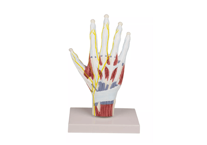 Handanatomie - Strukturmodell - Erler - Zimmer