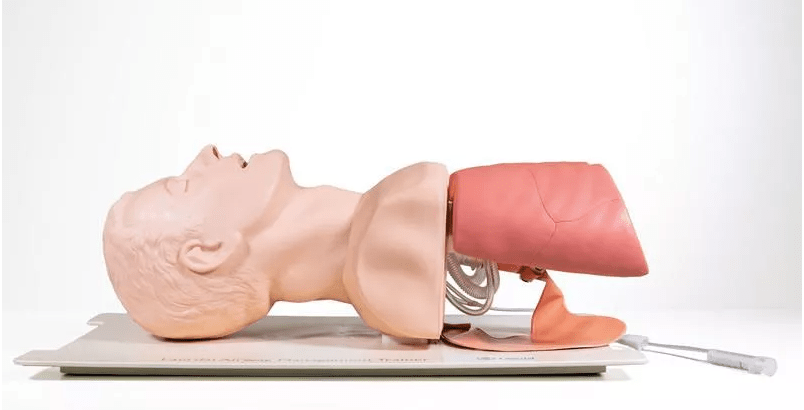 Airway Management Trainer - Erler - Zimmer
