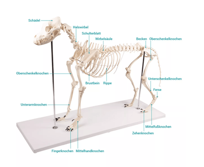 Hundeskelett "Olaf", natürliche Größe - Erler - Zimmer