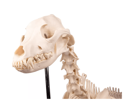 Hundeskelett "Olaf", natürliche Größe - Erler - Zimmer