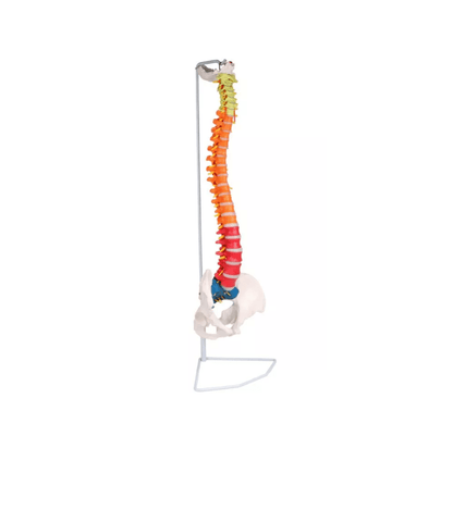 Flexible Wirbelsäule, didaktisch - Erler - Zimmer