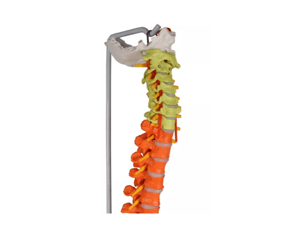 Flexible Wirbelsäule, didaktisch - Erler - Zimmer