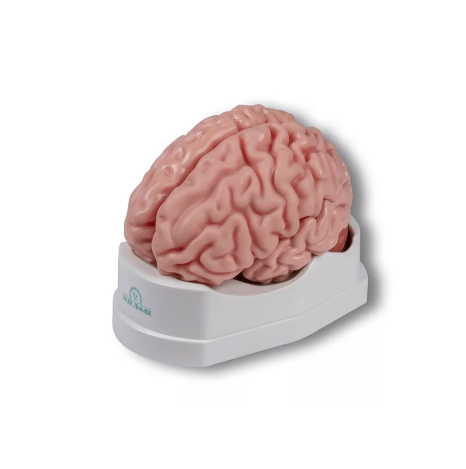Anatomisches Gehirnmodell, lebensgroß, 5 - teilig - Erler - Zimmer