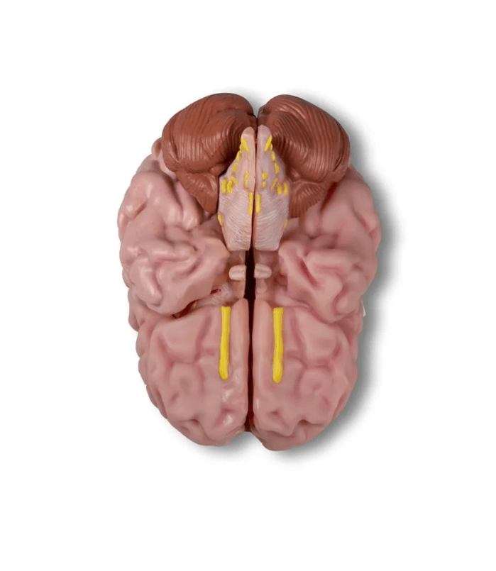 Anatomisches Gehirnmodell, lebensgroß, 5 - teilig - Erler - Zimmer