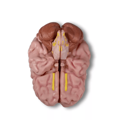 Anatomisches Gehirnmodell, lebensgroß, 5 - teilig - Erler - Zimmer