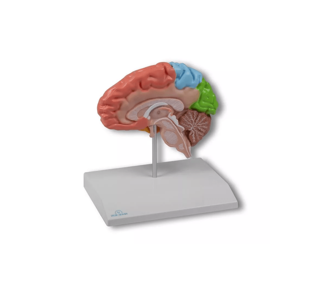 Gehirnmodell funktionell/regional, lebensgroß, 5 - teilig - Erler - Zimmer