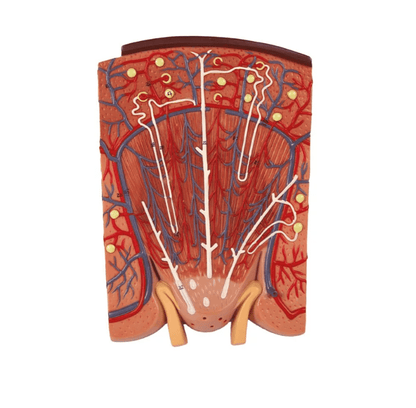 Nierenschnitt, Nephron und Nierenkörperchen - Erler - Zimmer