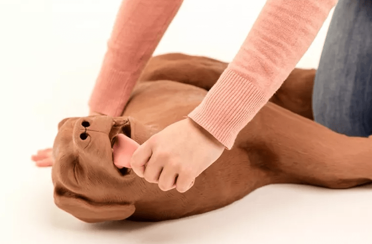 Erler-ZimmerHLW Übungshund CasPeRDocMed GmbH