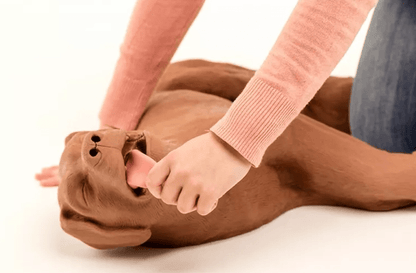 Erler-ZimmerHLW Übungshund CasPeRDocMed GmbH